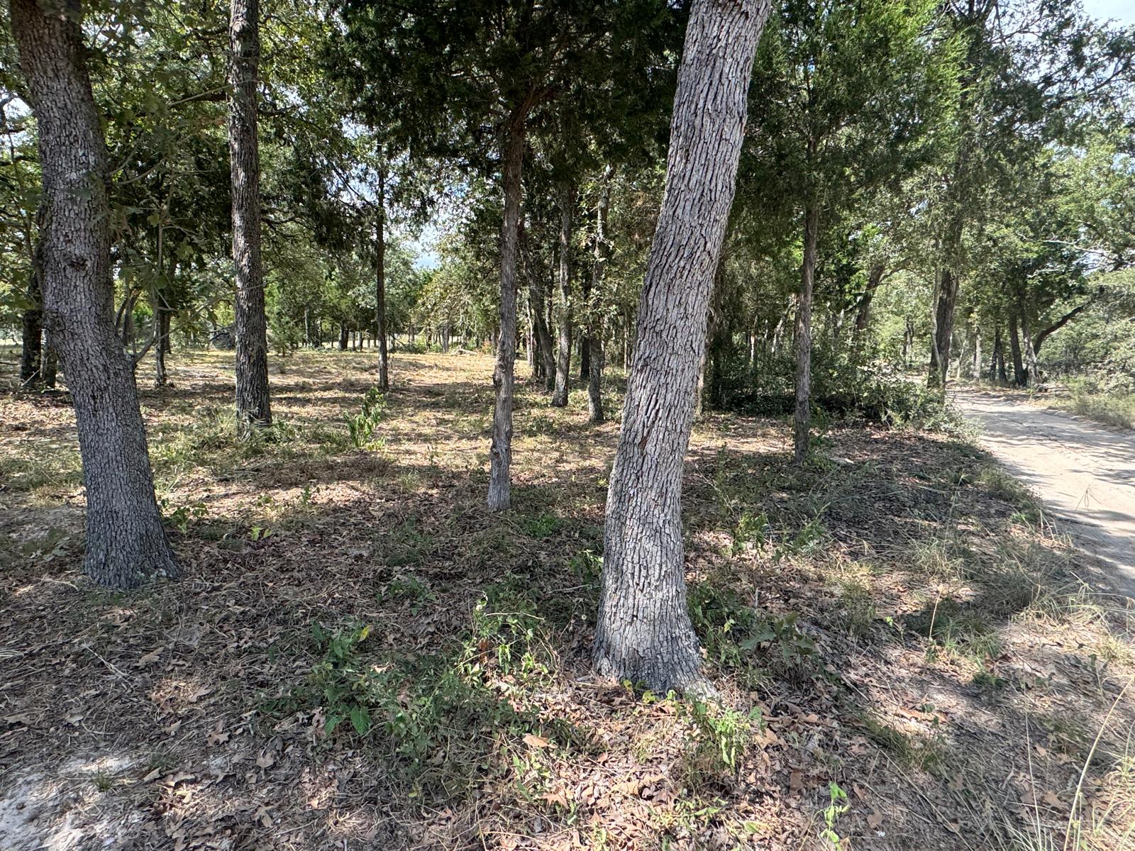 a view of a forest filled with trees
