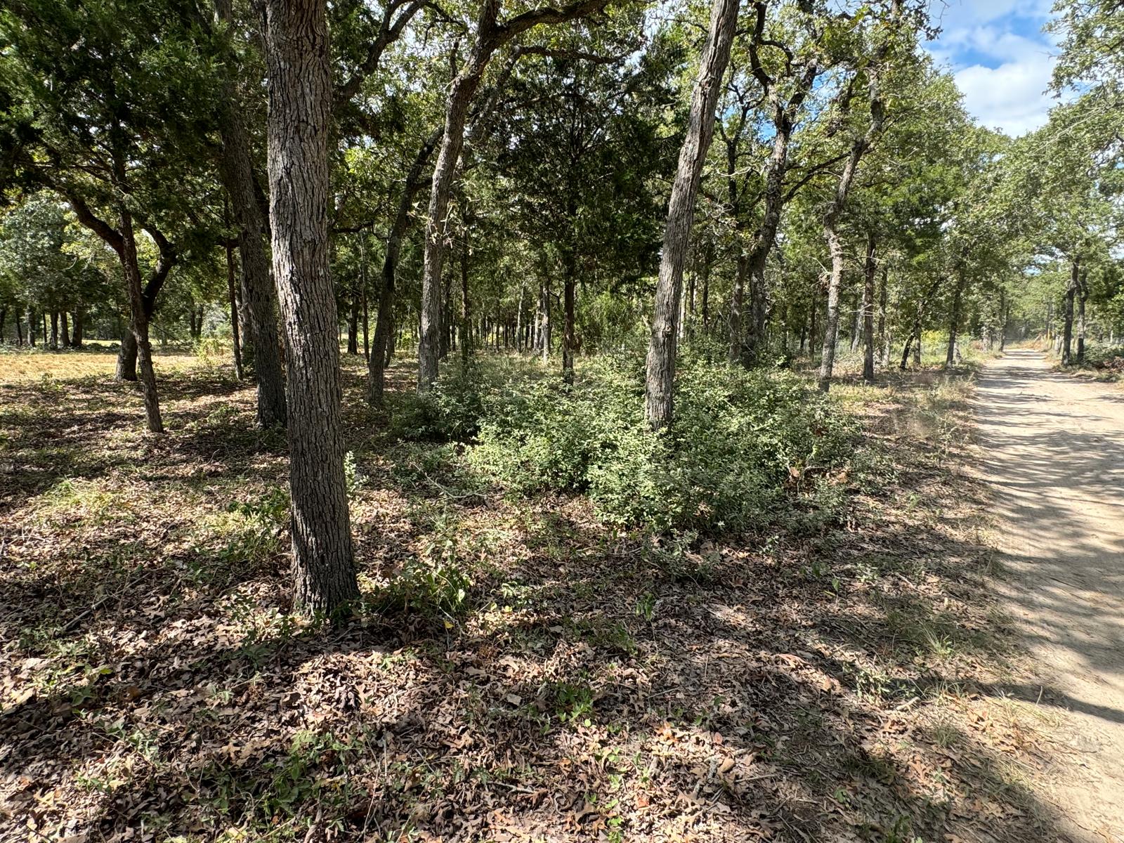 Lot 2-000 Jordan Lane Elgin, TX 78621 - Photo 3 of 9 a view of a forest with trees in the background