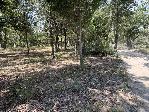 a view of a forest with trees