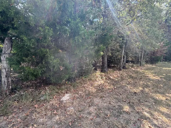 a view of a forest with trees in the background