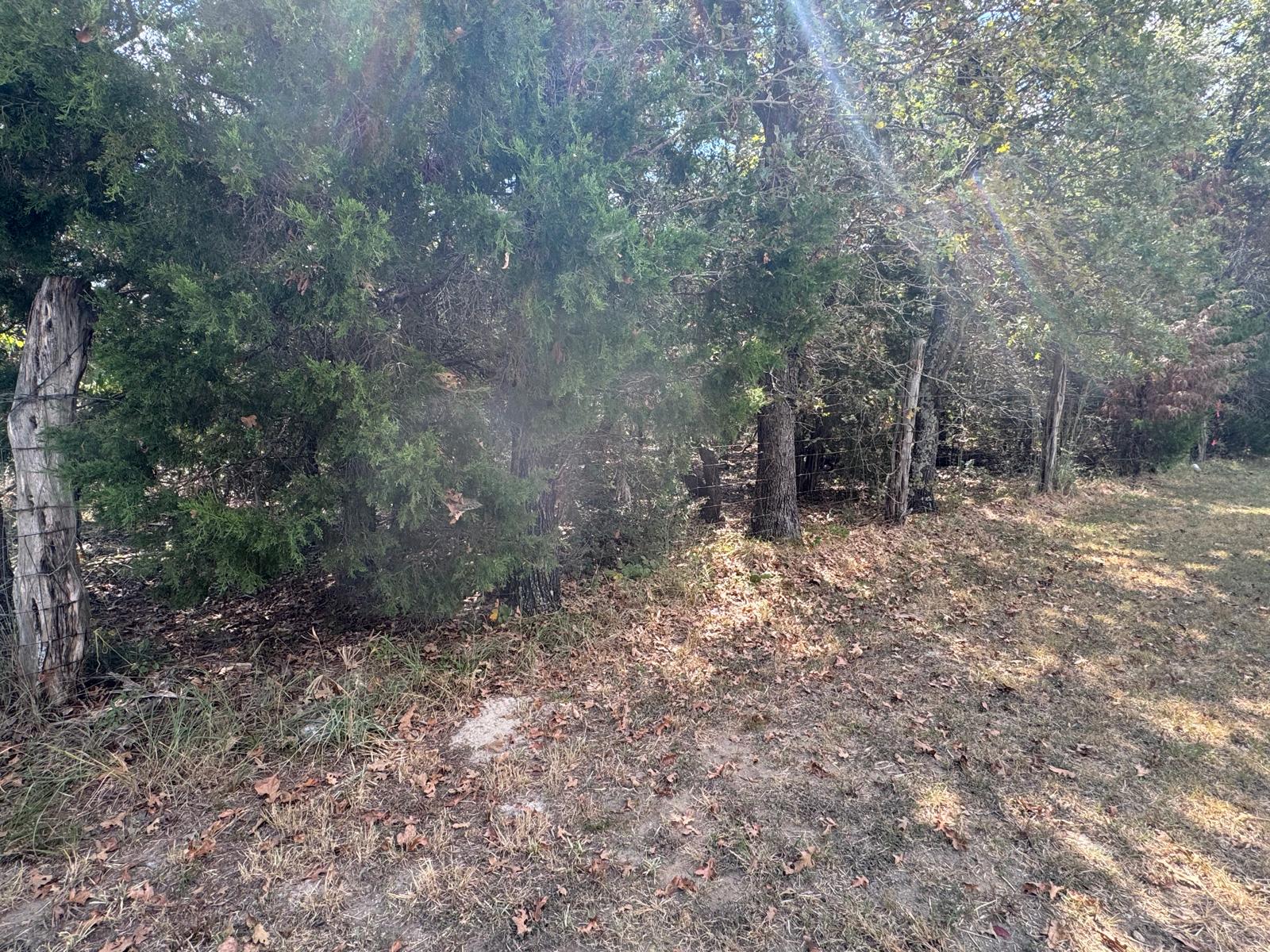 Lot 2-000 Jordan Lane Elgin, TX 78621 - Photo 5 of 9 a view of a forest with trees in the background