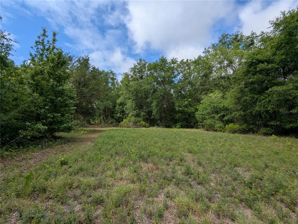 91st Street Alachua, FL 32615 - Photo 25 of 36 a view of a big yard with a tree