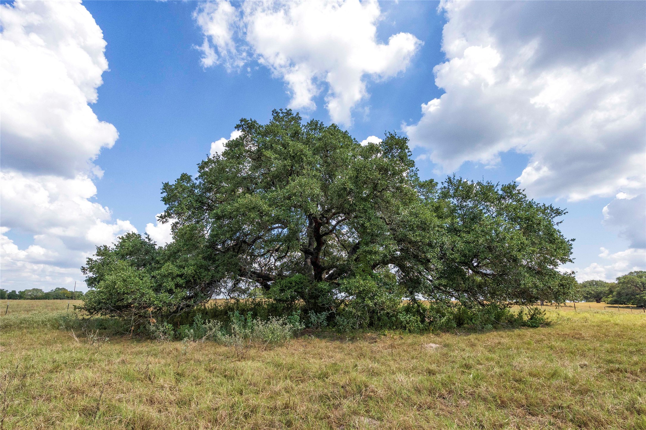 265 Boulton Creek Road Muldoon, TX 78949 - Photo 14 of 16 a view of a yard