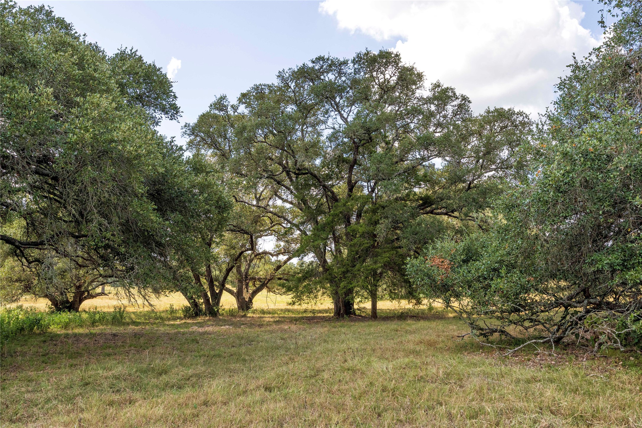 265 Boulton Creek Road Muldoon, TX 78949 - Photo 15 of 16 a view of yard with trees