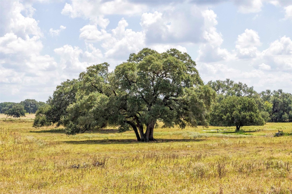 265 Boulton Creek Road Muldoon, TX 78949 - Photo 8 of 11 a view of yard with swimming pool and trees