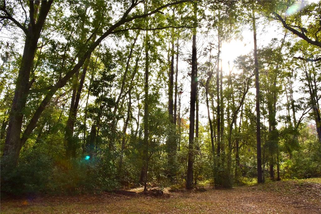 8230 Lenox Avenue Jacksonville, FL 32221 - Photo 23 of 34 a view of forest