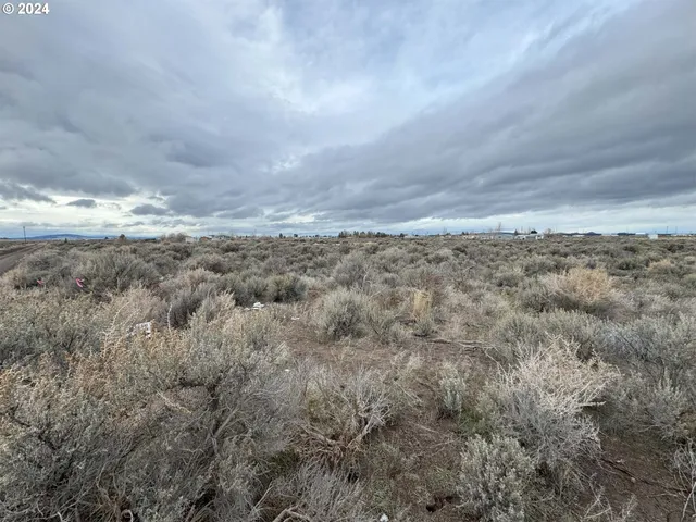 a view of a dry yard with lots of trees