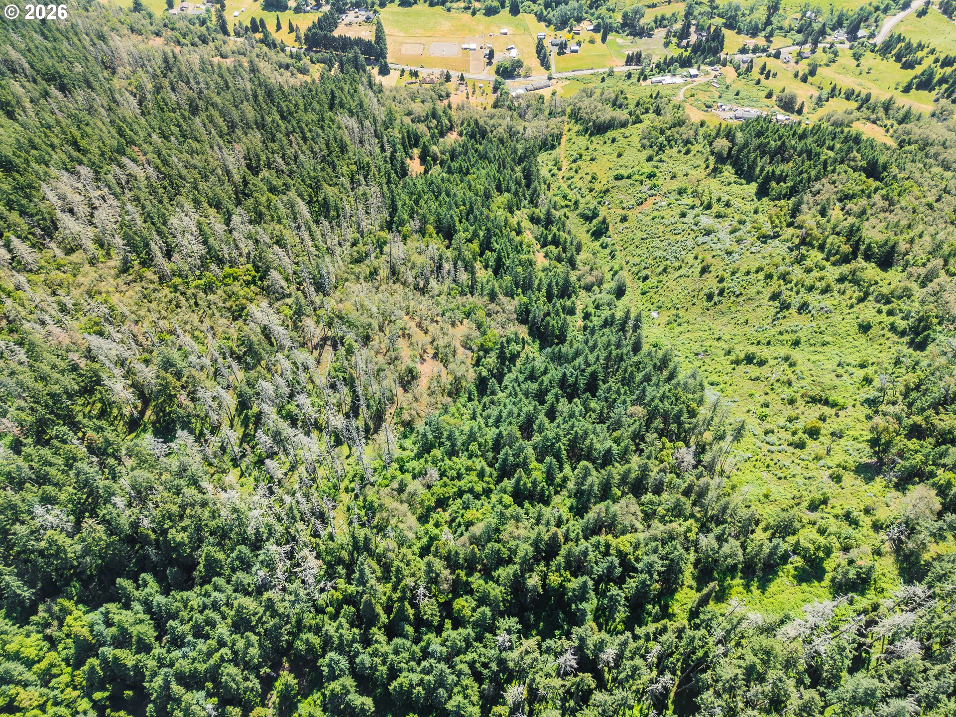 3707 Willis Creek Road Winston, OR 97496 - Photo 16 of 30 a view of a lush green forest with lots of trees