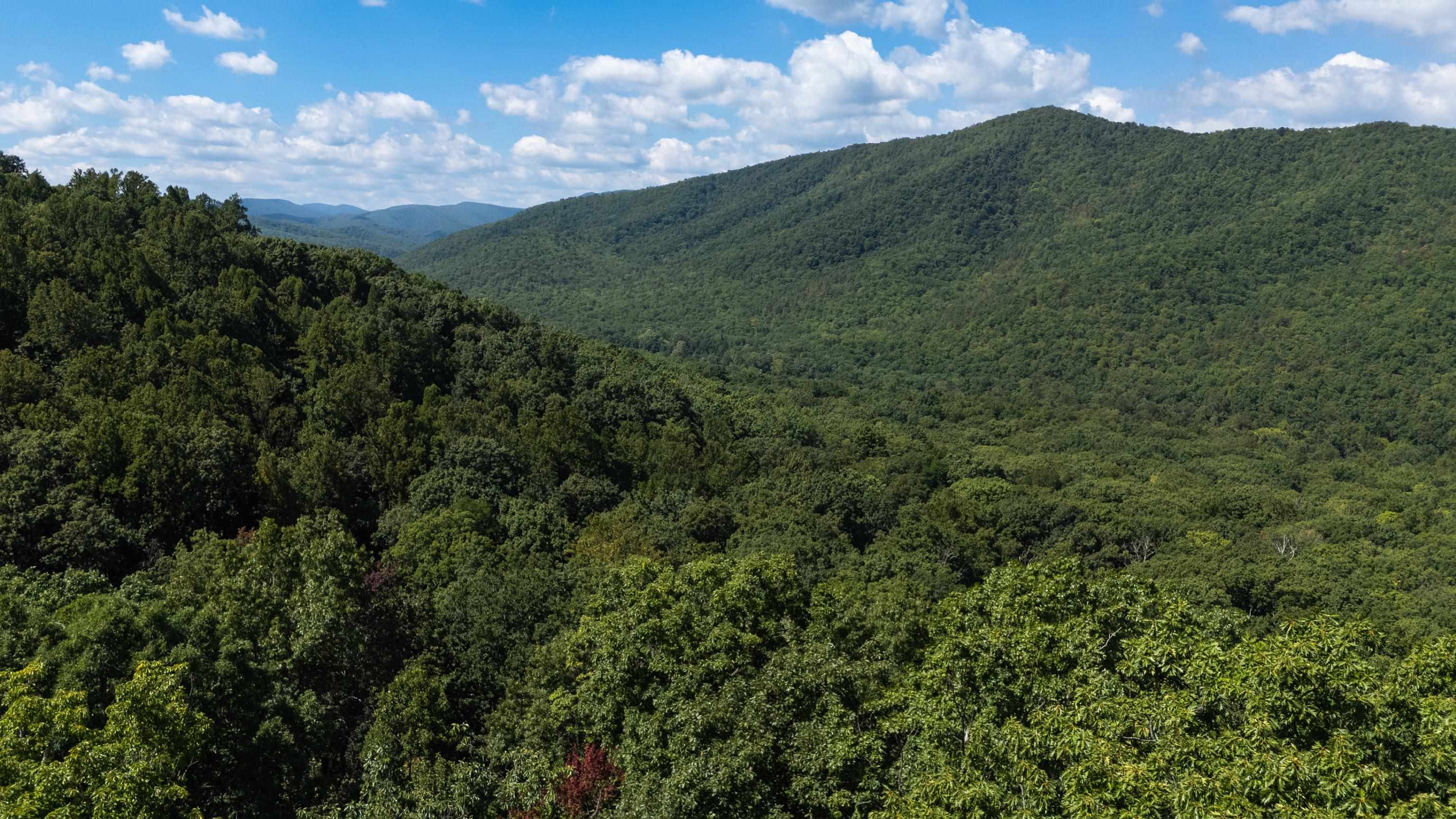 a view of a big yard with a large tree in the background