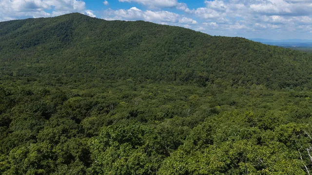 a view of a lush green forest with a mountain