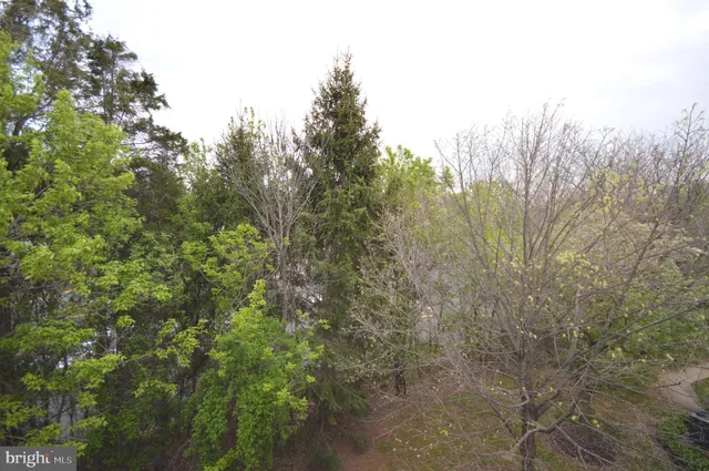 a view of a forest with lush green forest