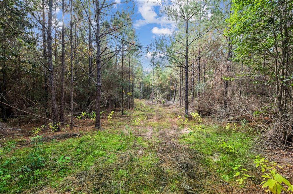 0 Highway 62 Angie, LA 70426 - Photo 11 of 16