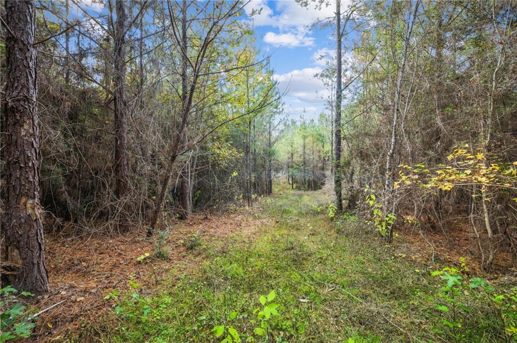 0 Highway 62 Angie, LA 70426 - Photo 5 of 16