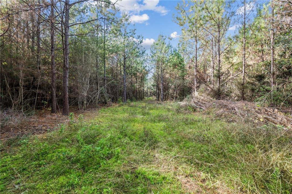 0 Highway 62 Angie, LA 70426 - Photo 6 of 16