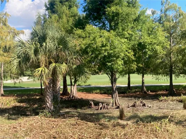 a view of a park with large trees