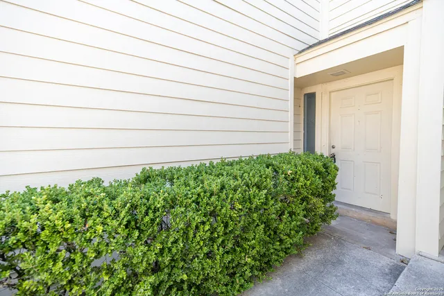 a close up of a plant