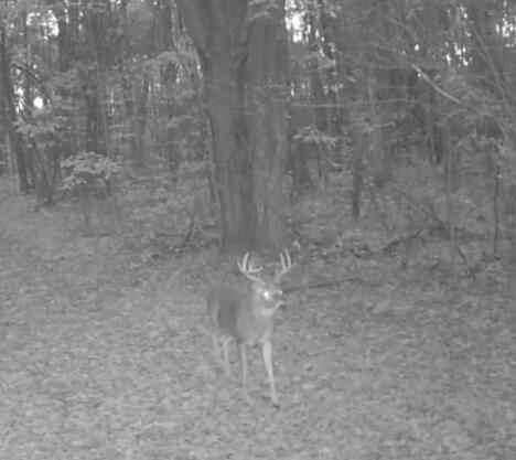 11401 Little George Lake Road Gladwin, MI 48624 - Photo 68 of 72
