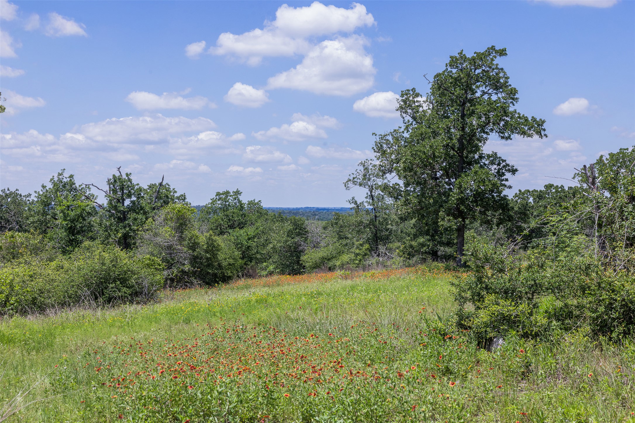 1004 22 Hills Road Gause, TX 77857 - Photo 11 of 37 Scenic acreage offering lush greenery, blooming wildflowers, and distant views.