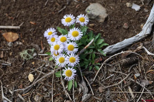 $125,000 | X X Iron Creek Drive, Chromo, CO 81128