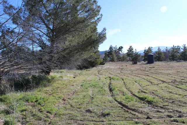 a view of a dry yard with trees in the background