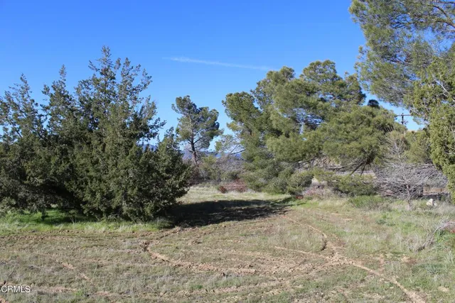 a view of a yard with a tree