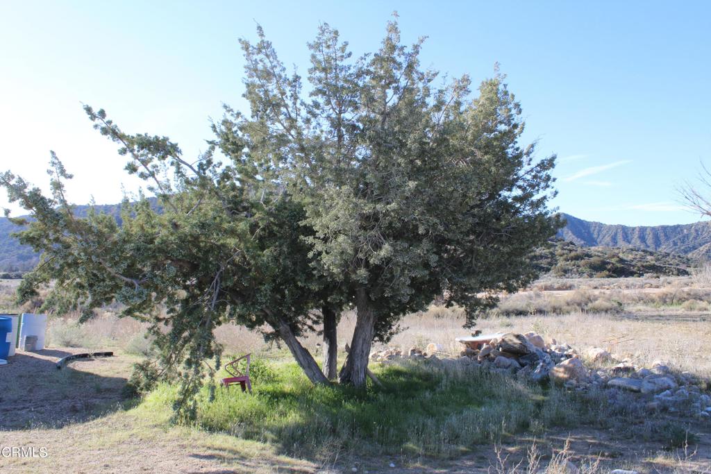 4190 Quatal Canyon Road Maricopa, CA 93252 - Photo 19 of 41 a view of a forest with trees