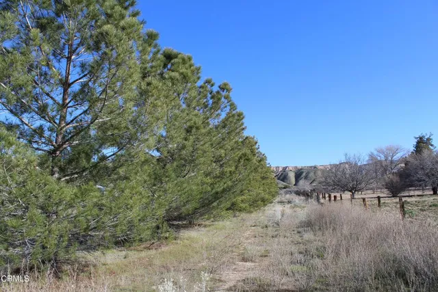 a view of a dry yard with trees in the background