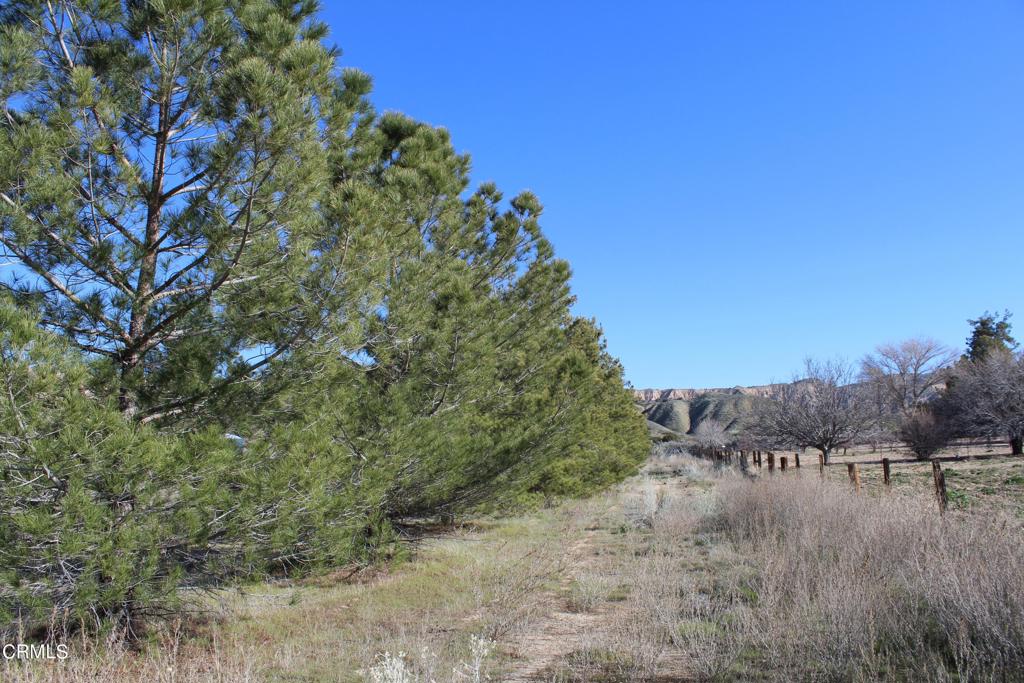 4190 Quatal Canyon Road Maricopa, CA 93252 - Photo 27 of 41 a view of a forest filled with trees