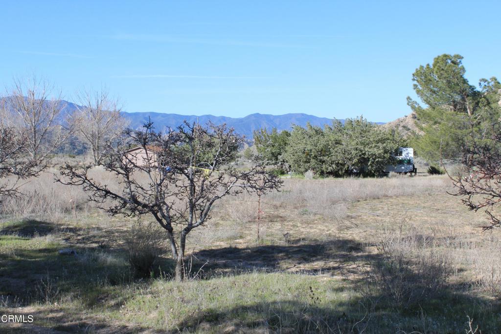 4190 Quatal Canyon Road Maricopa, CA 93252 - Photo 28 of 41 a view of a dry yard with trees in the background