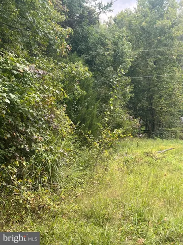 a view of a big yard with plants and large trees