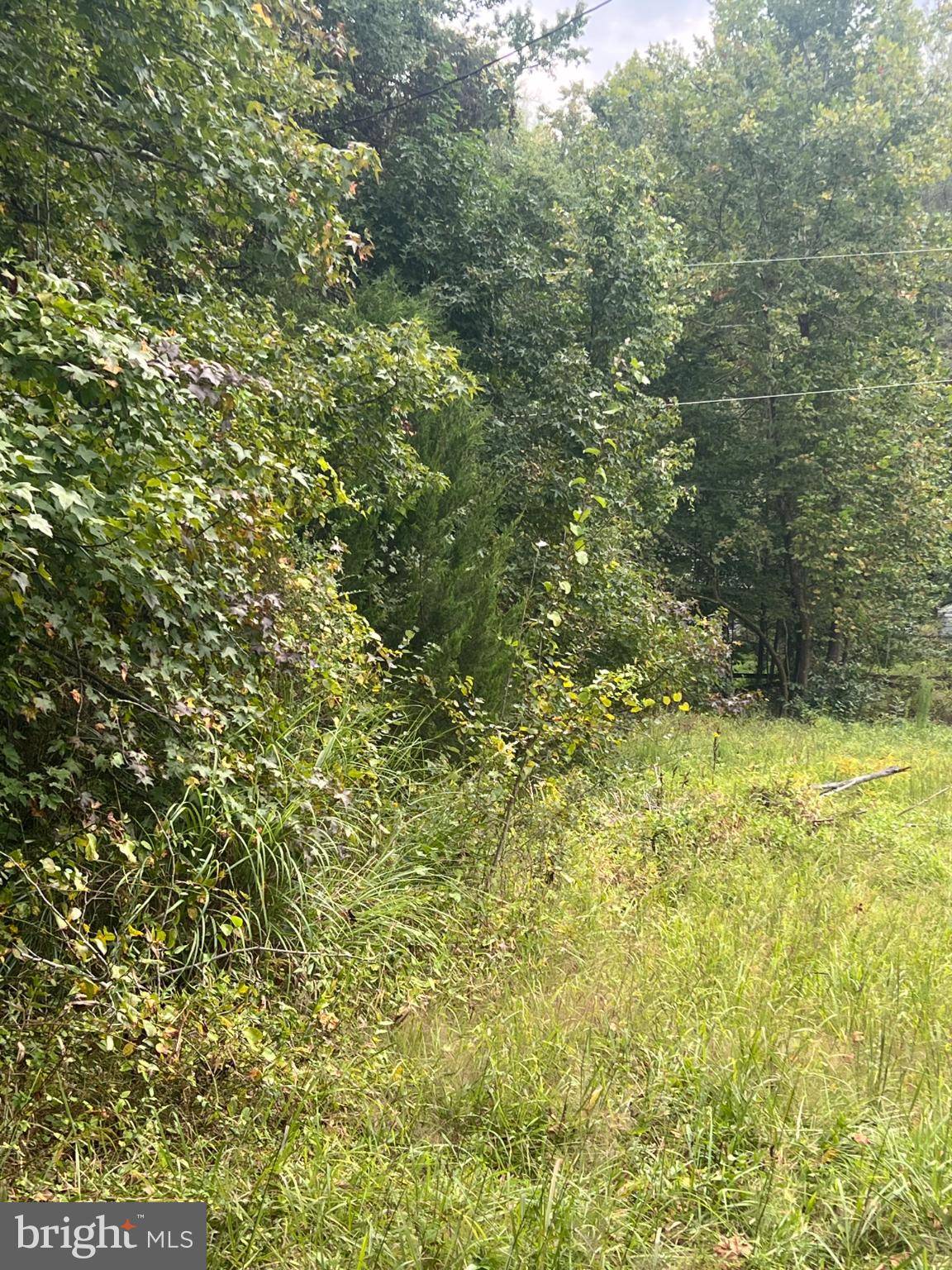 752 Widewater Road Stafford, VA 22554 - Photo 11 of 33 a view of a big yard with plants and large trees