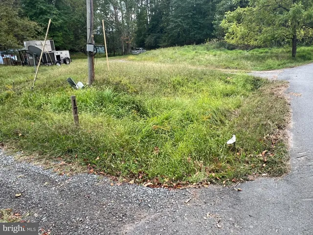 a view of a yard with plants and large trees