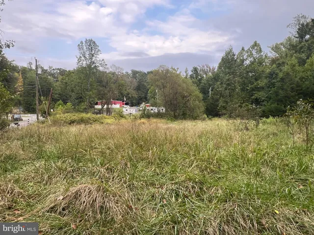 a view of a yard with plants and large trees
