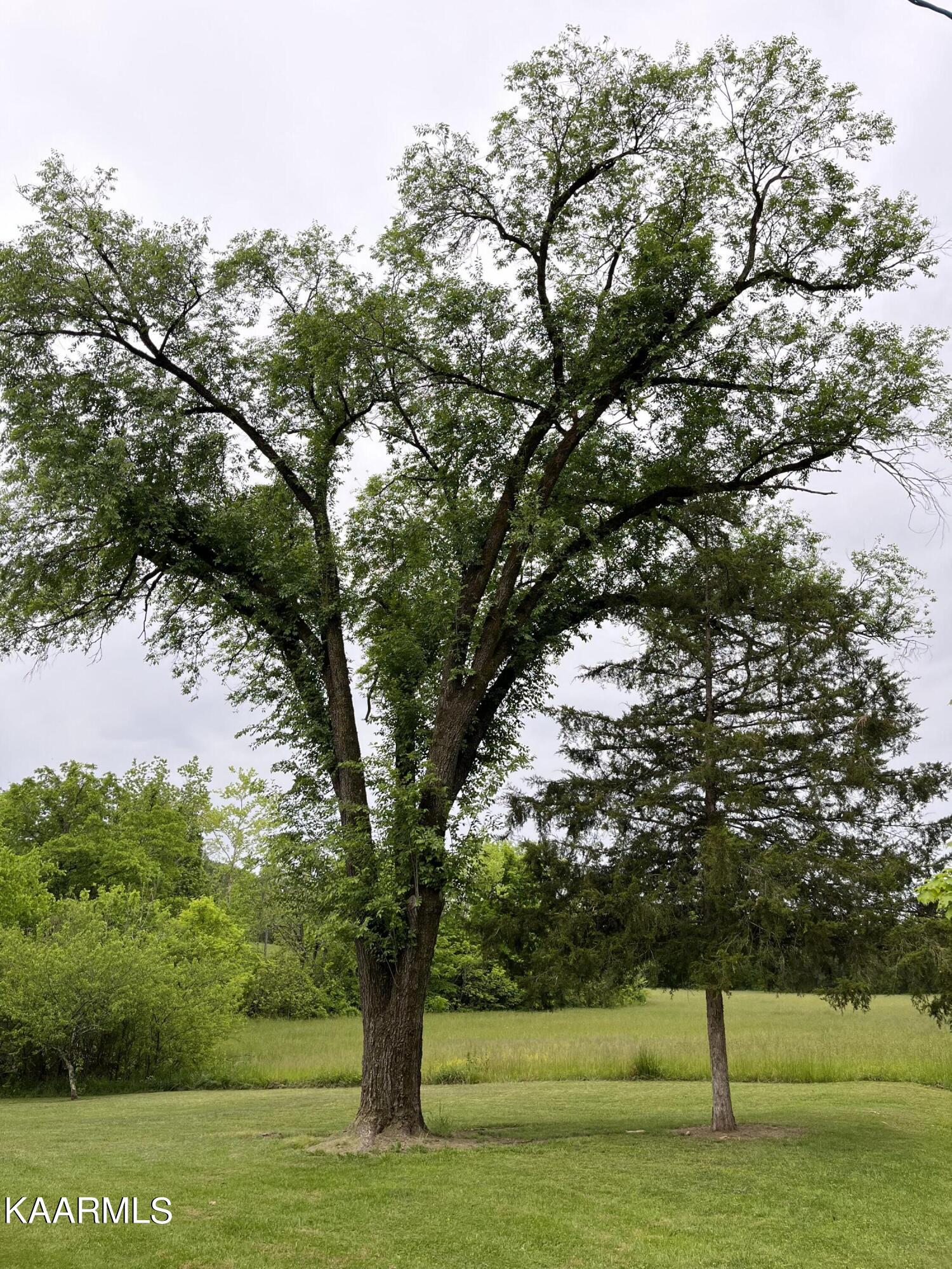 941 Huckleberry Springs Road Knoxville, TN 37914 - Photo 4 of 10 IMG_0627