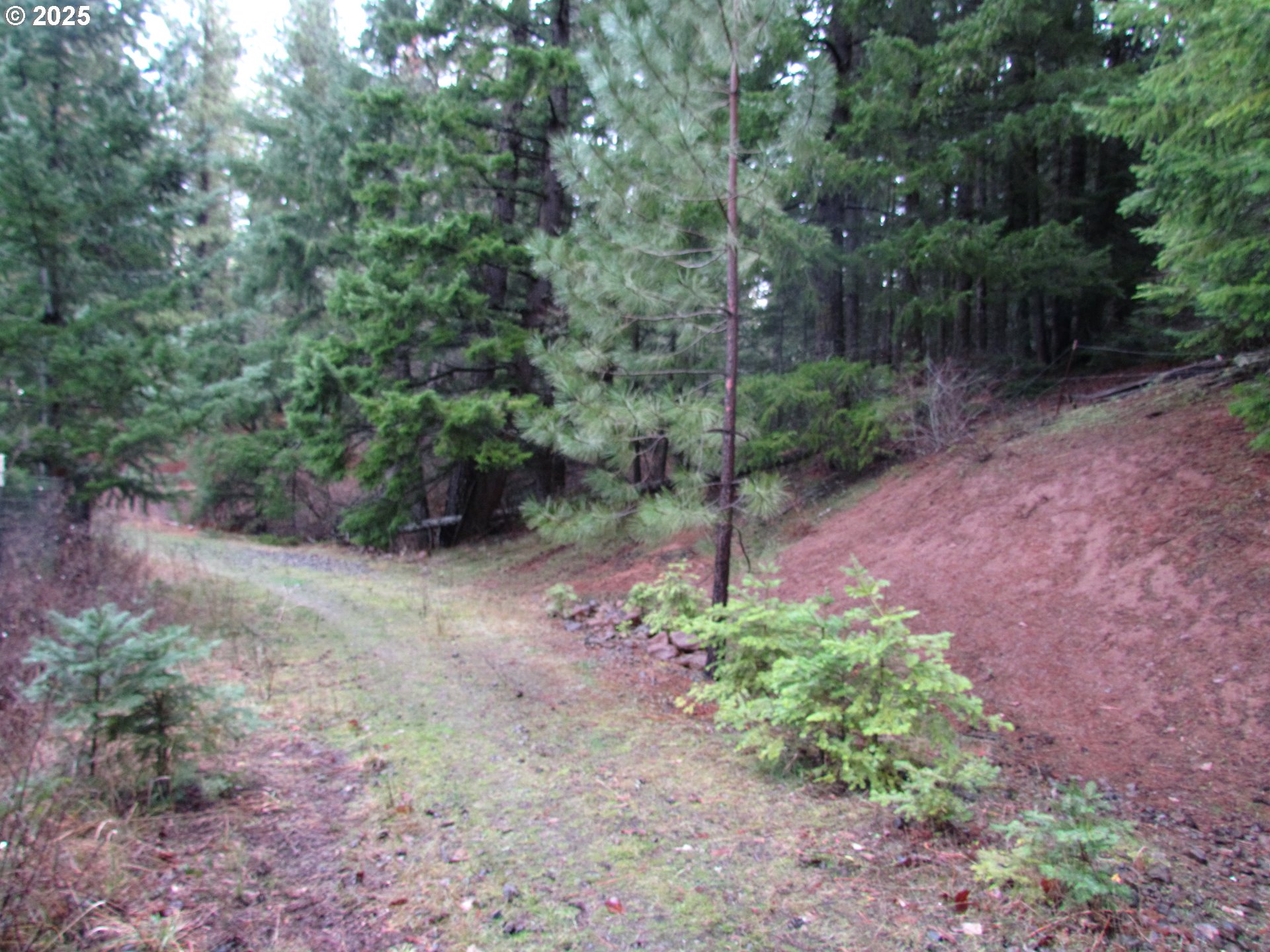 10 Acres Off Acme Road White Salmon, WA 98672 - Photo 11 of 20 a view of a yard