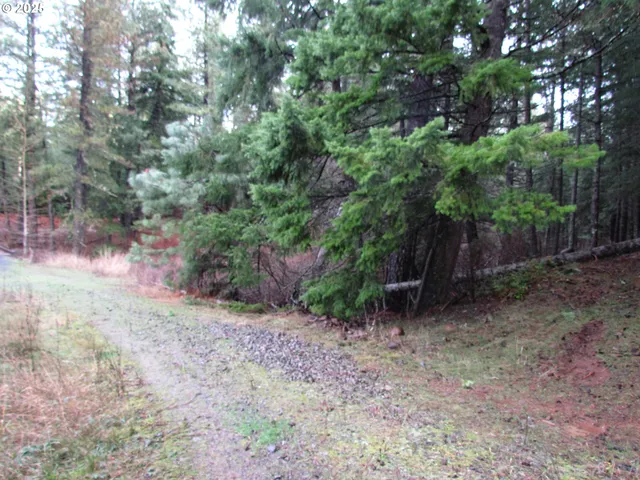 a view of a forest with trees in the background