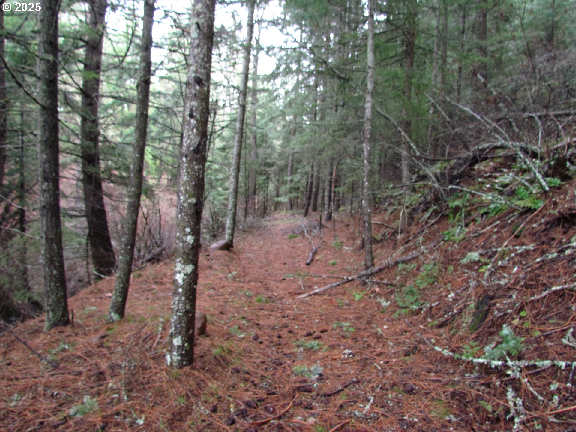 10 Acres Off Acme Road White Salmon, WA 98672 - Photo 13 of 20 a view of a forest with trees in the background