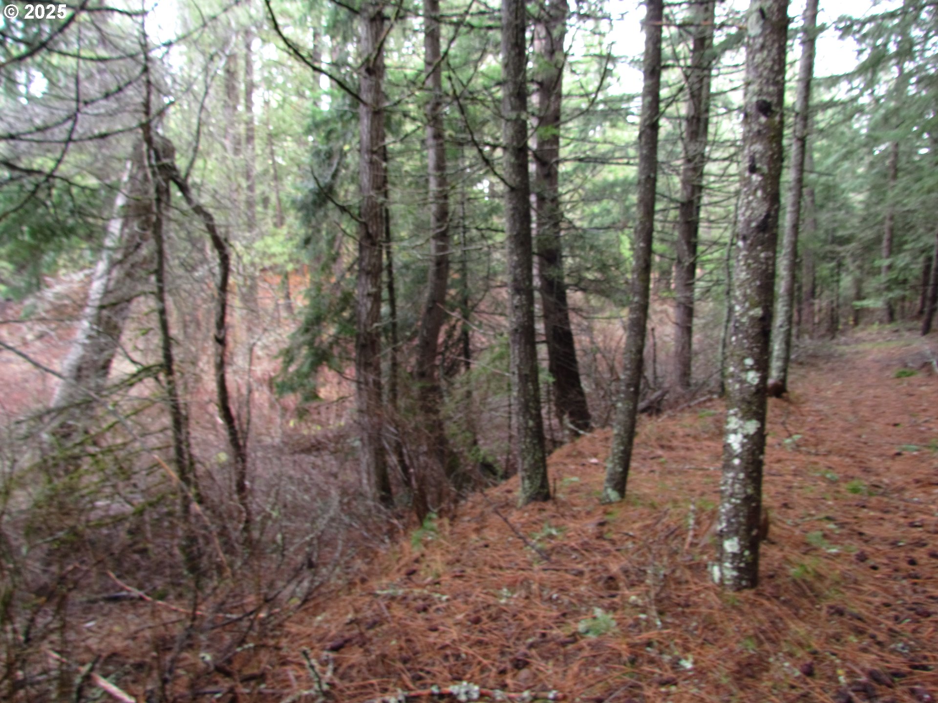 10 Acres Off Acme Road White Salmon, WA 98672 - Photo 14 of 20 a view of a forest with trees in the background