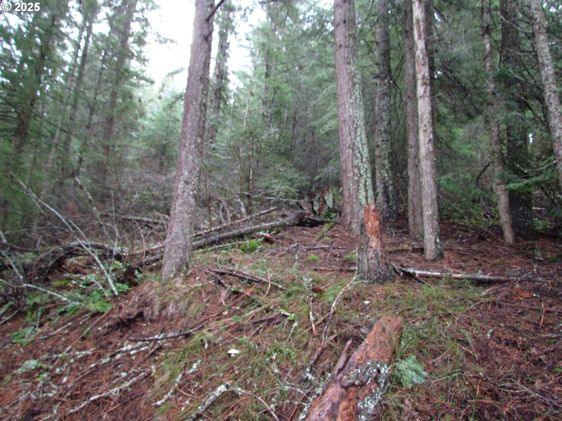 10 Acres Off Acme Road White Salmon, WA 98672 - Photo 15 of 20 a view of a forest that has large trees