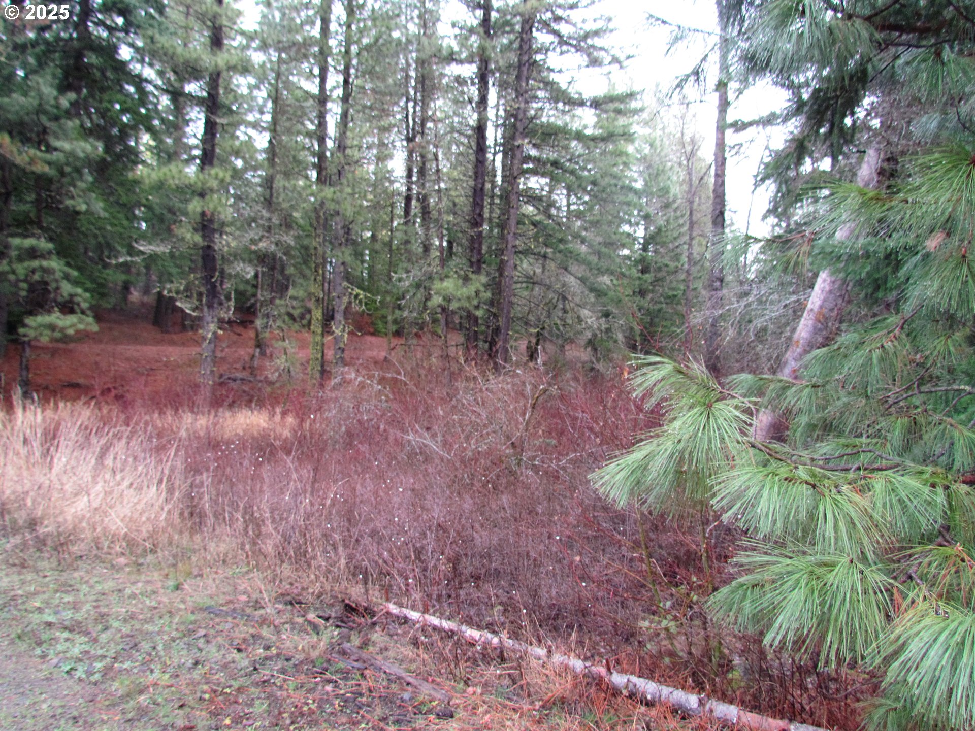 10 Acres Off Acme Road White Salmon, WA 98672 - Photo 16 of 20 a view of a yard with plants and trees