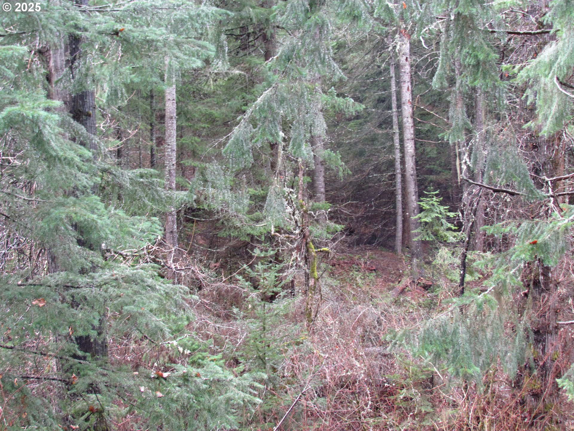 10 Acres Off Acme Road White Salmon, WA 98672 - Photo 18 of 20 a view of a forest that has large trees