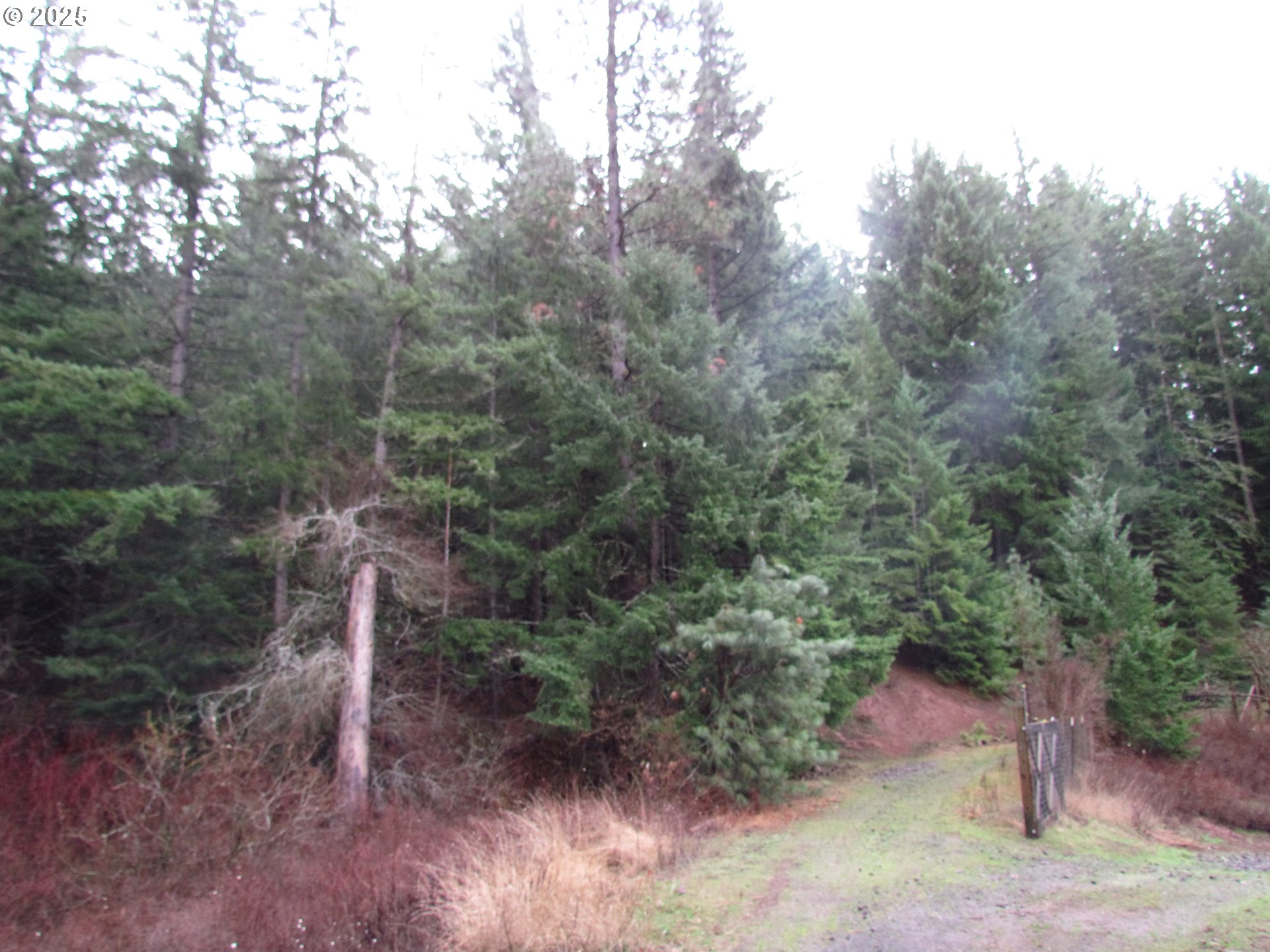 10 Acres Off Acme Road White Salmon, WA 98672 - Photo 5 of 20 a view of a forest with large trees