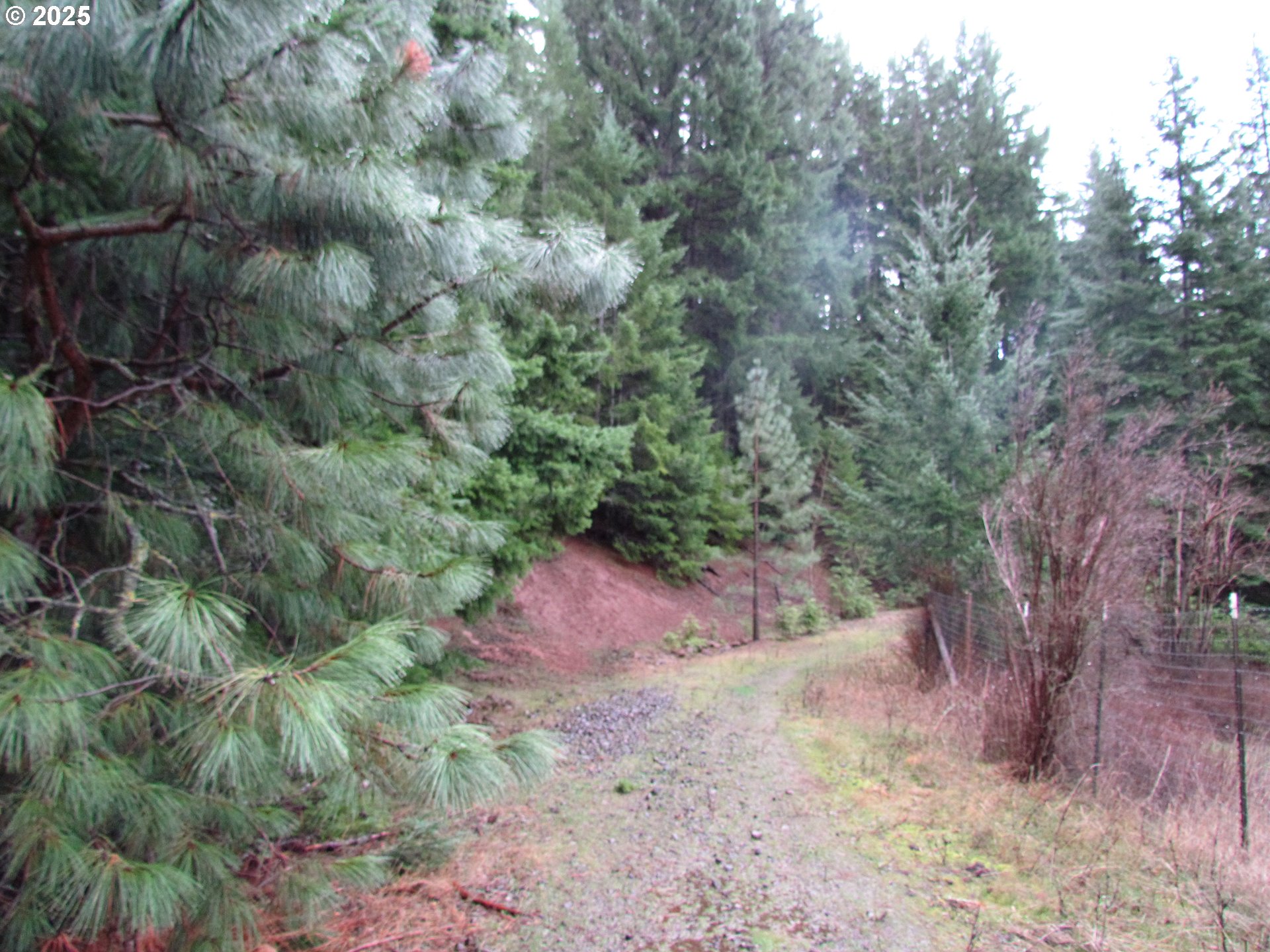 10 Acres Off Acme Road White Salmon, WA 98672 - Photo 7 of 20 a view of a forest with lots of trees