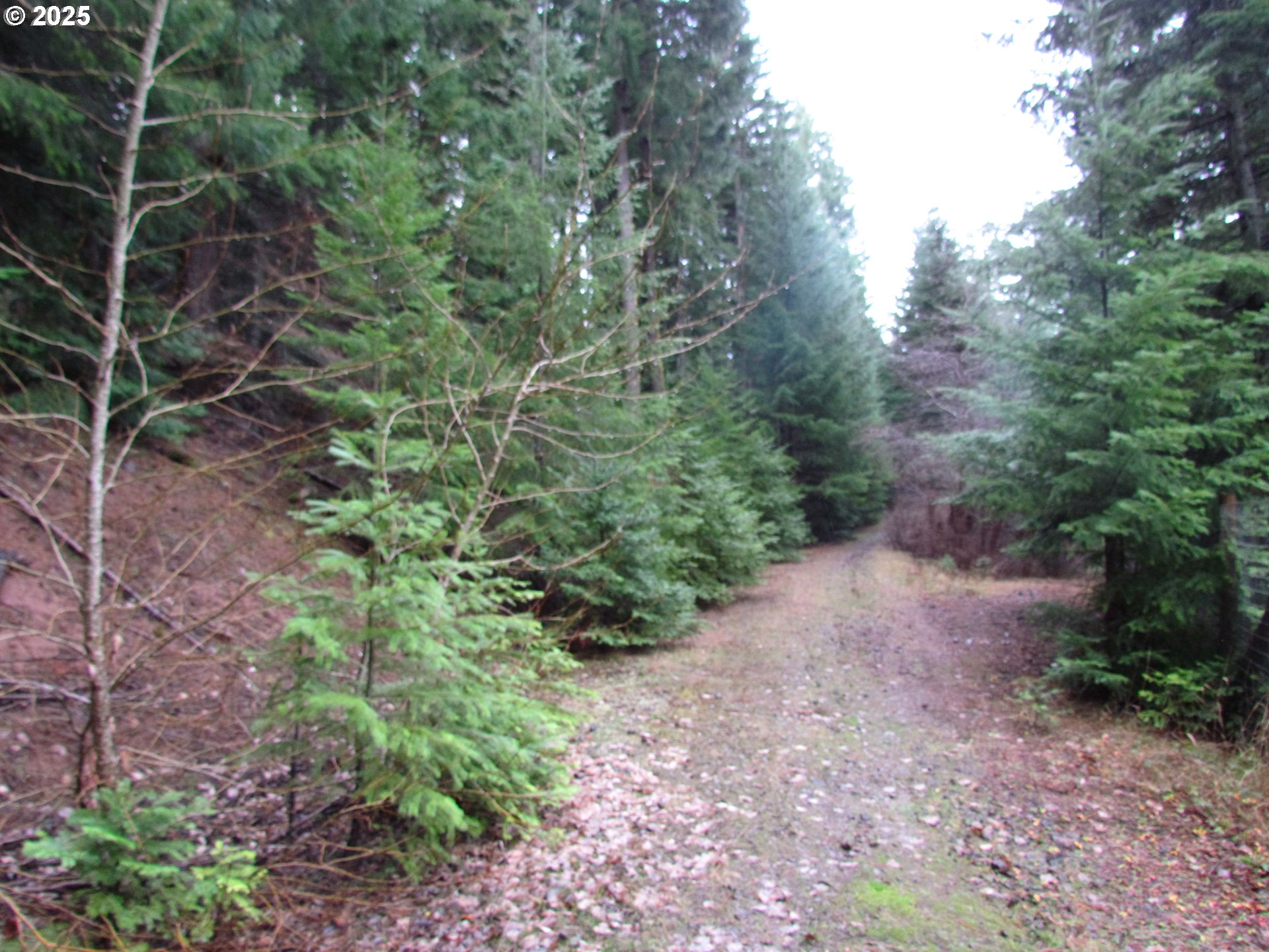 10 Acres Off Acme Road White Salmon, WA 98672 - Photo 9 of 20 a view of a yard with a tree