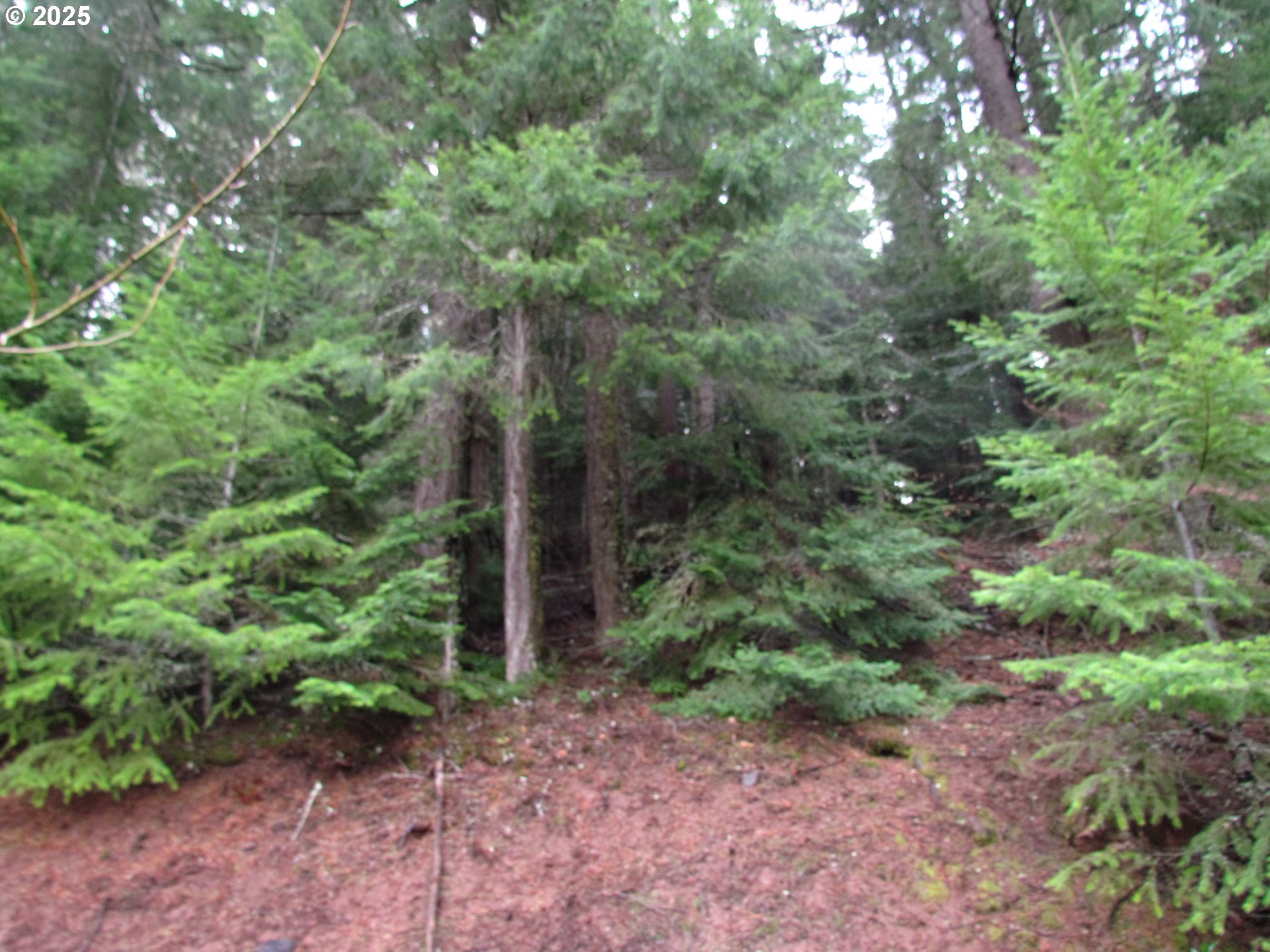 10 Acres Off Acme Road White Salmon, WA 98672 - Photo 10 of 20 a view of a plants and yard