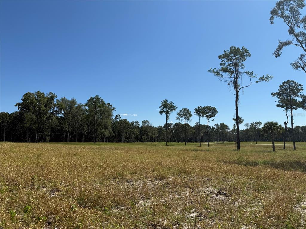 62 Northwest 193rd Street Reddick, FL 32686 - Photo 7 of 8 a view of a garden with a tree in the background