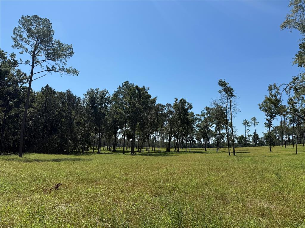 62 Northwest 193rd Street Reddick, FL 32686 - Photo 8 of 8 a view of a field