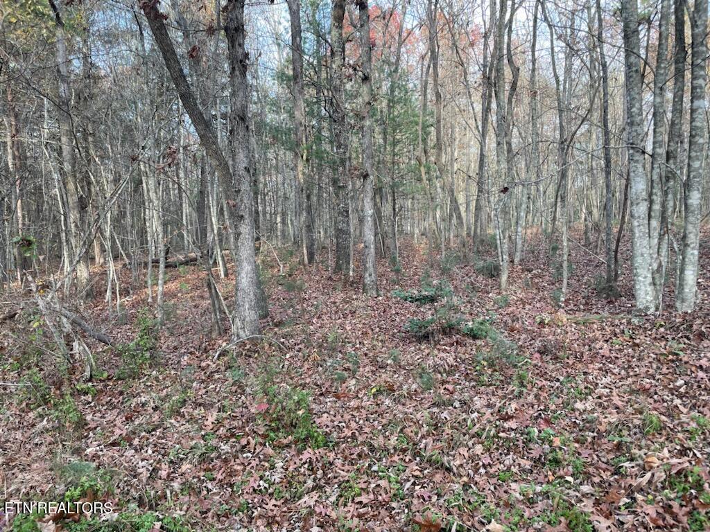 240 Perkins Trail Deer Lodge, TN 37726 - Photo 19 of 26 1000005581