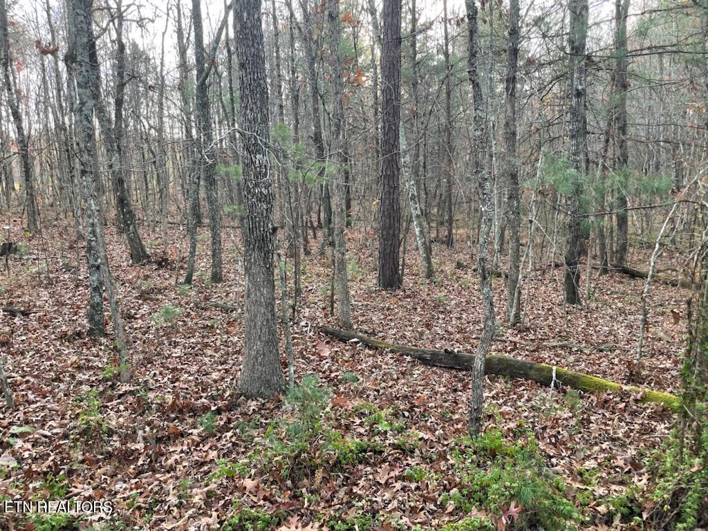 240 Perkins Trail Deer Lodge, TN 37726 - Photo 20 of 26 1000005580