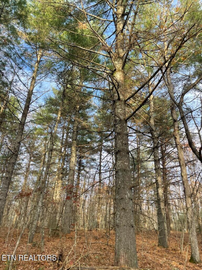 240 Perkins Trail Deer Lodge, TN 37726 - Photo 21 of 26 1000005579